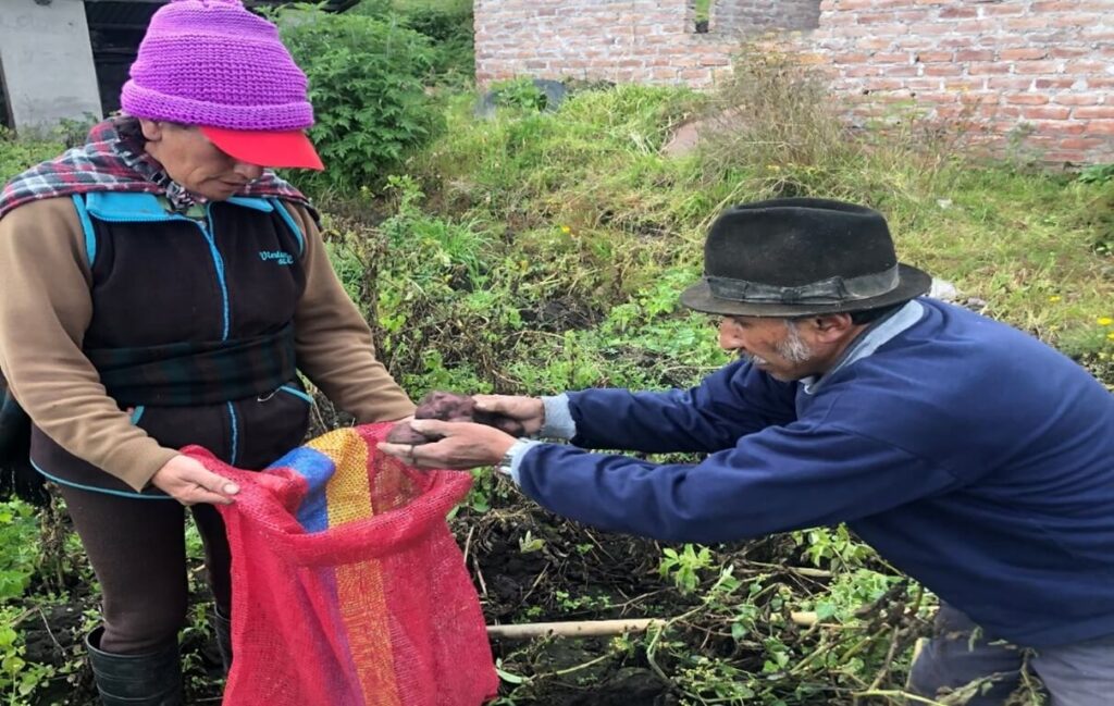 Smallholder farmers harvesting Andean potatoes